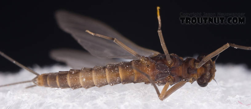 Male Neoleptophlebia adoptiva (Blue Quill) Mayfly Dun from Dresserville Creek in New York