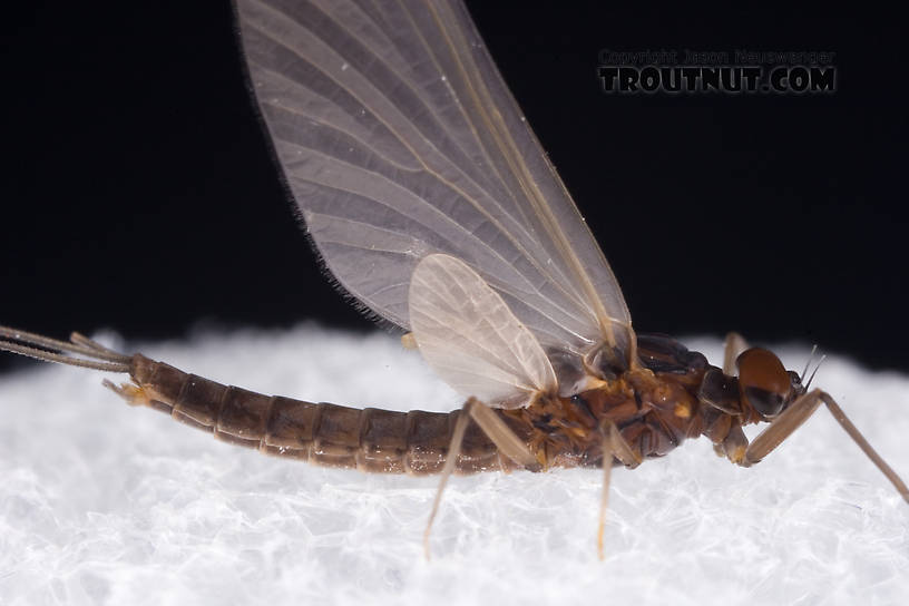 Male Neoleptophlebia adoptiva (Blue Quill) Mayfly Dun from Dresserville Creek in New York