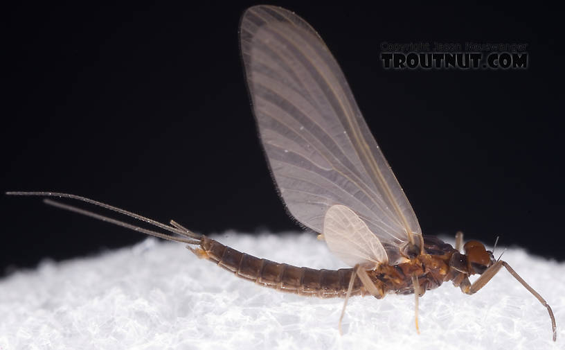 Male Neoleptophlebia adoptiva (Blue Quill) Mayfly Dun from Dresserville Creek in New York