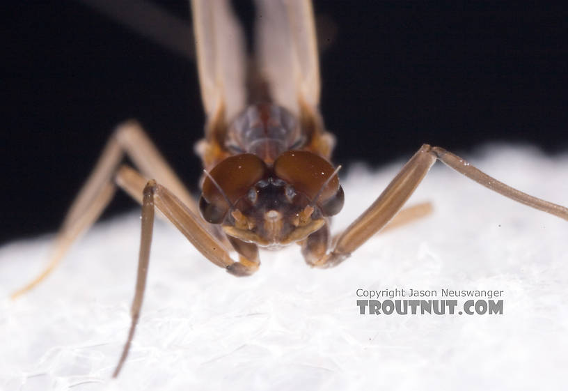 Male Neoleptophlebia adoptiva (Blue Quill) Mayfly Dun from Dresserville Creek in New York