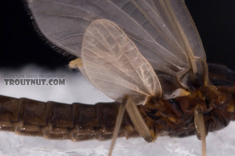 Male Neoleptophlebia adoptiva (Blue Quill) Mayfly Dun from Dresserville Creek in New York