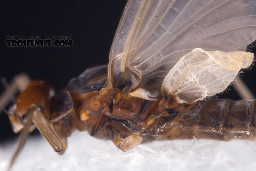 Male Neoleptophlebia adoptiva (Blue Quill) Mayfly Dun from Dresserville Creek in New York