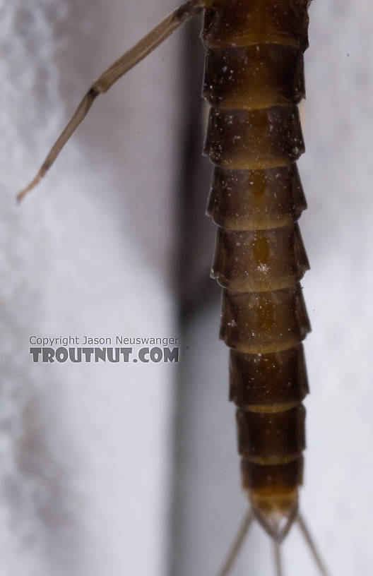 Male Neoleptophlebia adoptiva (Blue Quill) Mayfly Dun from Dresserville Creek in New York