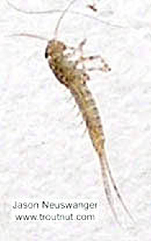 Baetidae (Blue-Winged Olives) Mayfly Nymph from the Namekagon River in Wisconsin