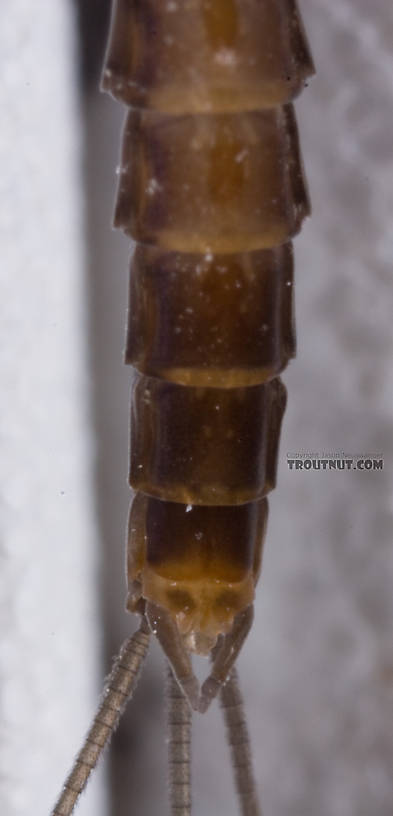 Male Neoleptophlebia adoptiva (Blue Quill) Mayfly Dun from Dresserville Creek in New York