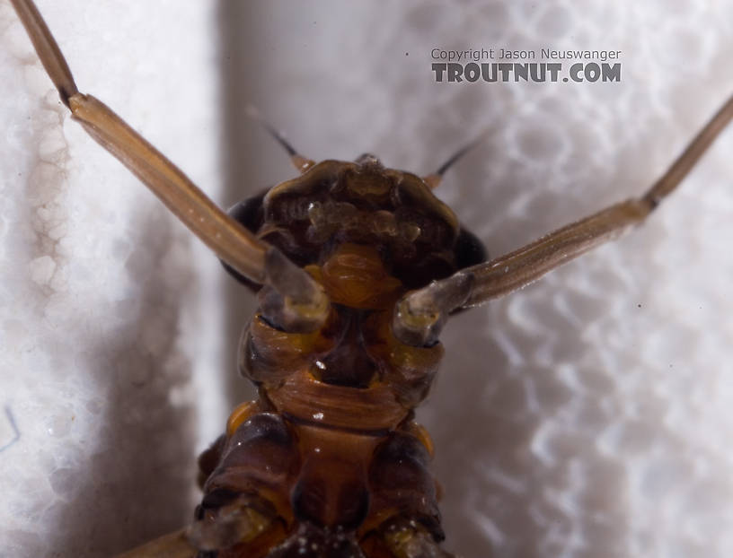 Male Neoleptophlebia adoptiva (Blue Quill) Mayfly Dun from Dresserville Creek in New York