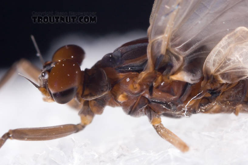 Male Neoleptophlebia adoptiva (Blue Quill) Mayfly Dun from Dresserville Creek in New York