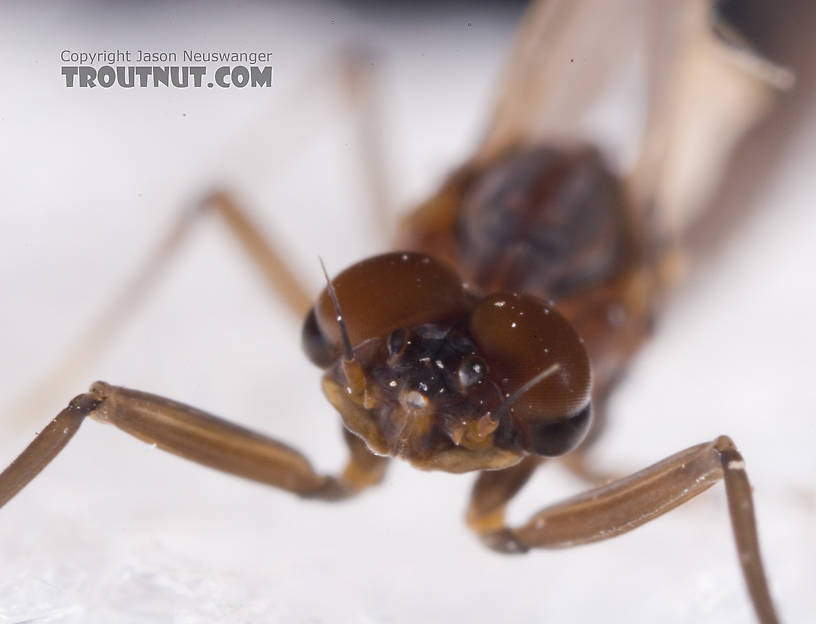 Male Neoleptophlebia adoptiva (Blue Quill) Mayfly Dun from Dresserville Creek in New York