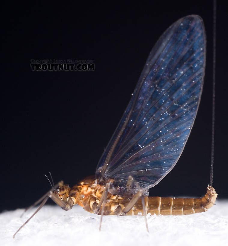 Female Baetidae (Blue-Winged Olives) Mayfly Spinner from Dresserville Creek in New York