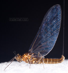 Female Baetidae (Blue-Winged Olives) Mayfly Spinner