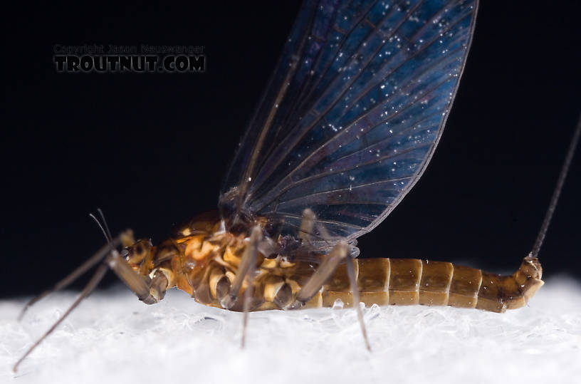 Female Baetidae (Blue-Winged Olives) Mayfly Spinner from Dresserville Creek in New York