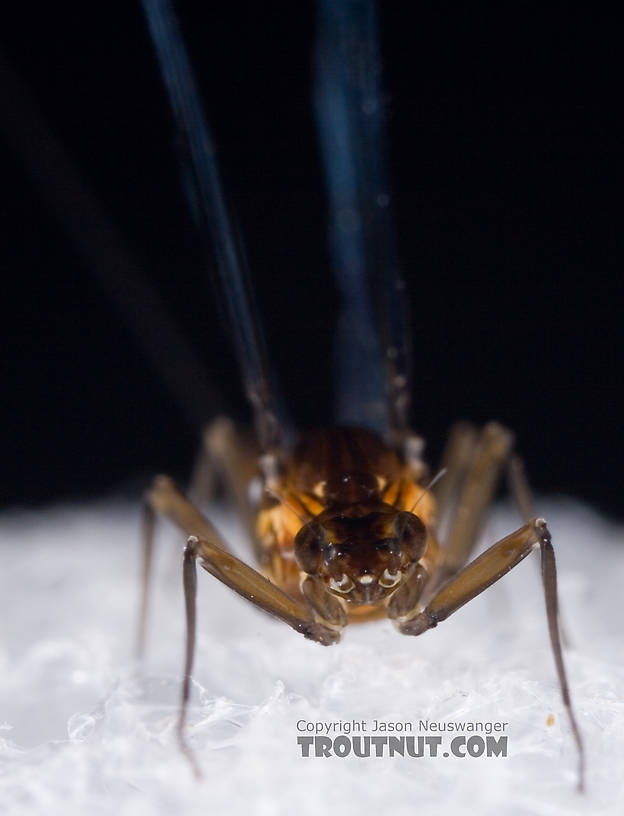 Female Baetidae (Blue-Winged Olives) Mayfly Spinner from Dresserville Creek in New York