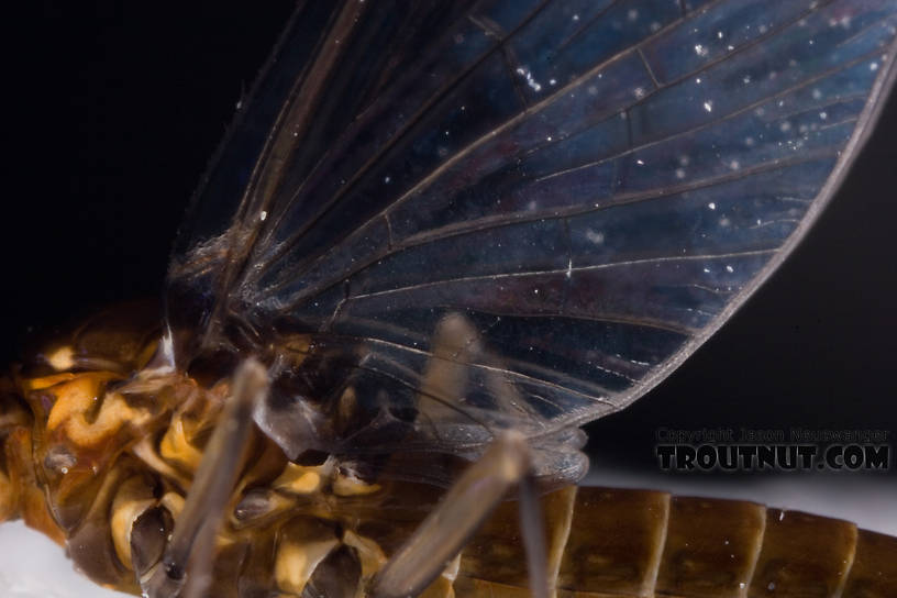 Female Baetidae (Blue-Winged Olives) Mayfly Spinner from Dresserville Creek in New York