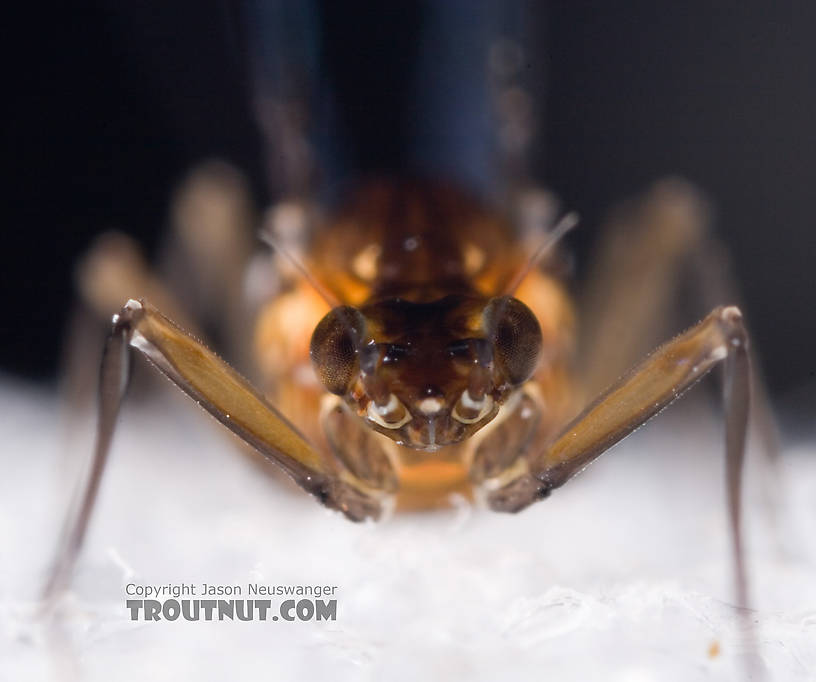 Female Baetidae (Blue-Winged Olives) Mayfly Spinner from Dresserville Creek in New York