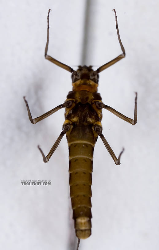 Female Baetidae (Blue-Winged Olives) Mayfly Spinner from Dresserville Creek in New York