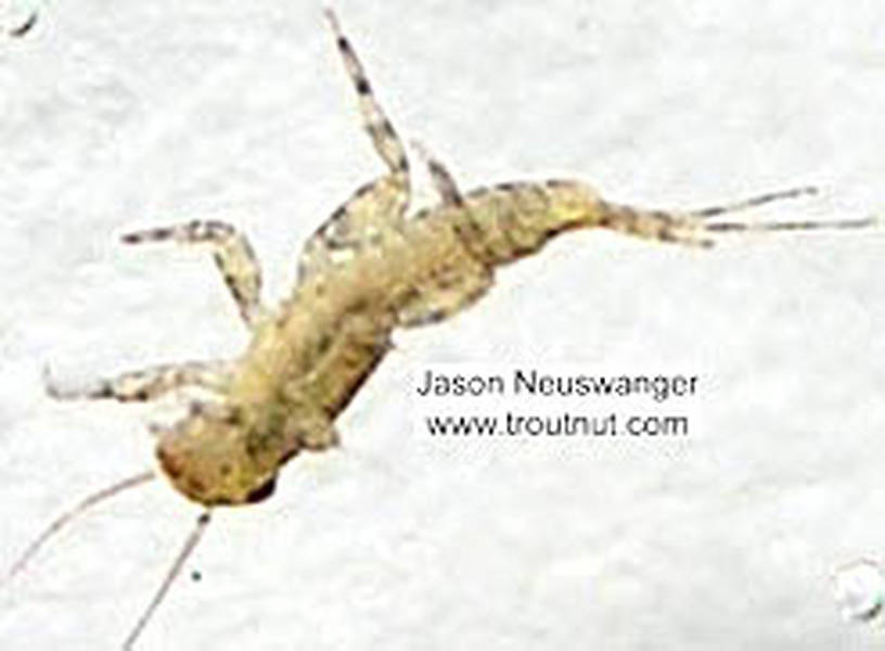 Ephemerellidae (Hendricksons, Sulphurs, PMDs, BWOs) Mayfly Nymph from the Namekagon River in Wisconsin