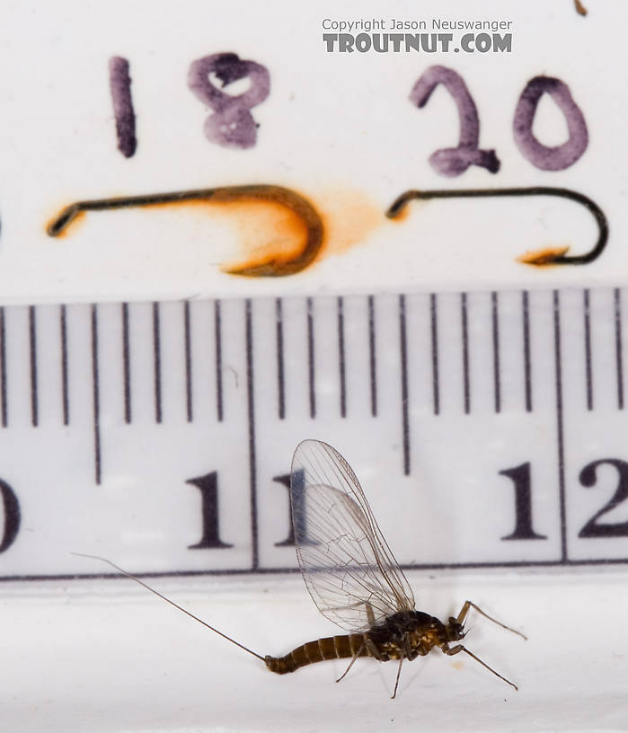 Female Baetidae (Blue-Winged Olives) Mayfly Spinner from Dresserville Creek in New York