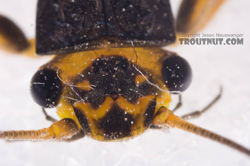 Agnetina capitata (Golden Stone) Stonefly Adult from Aquarium in New York