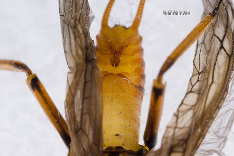 Agnetina capitata (Golden Stone) Stonefly Adult from Aquarium in New York