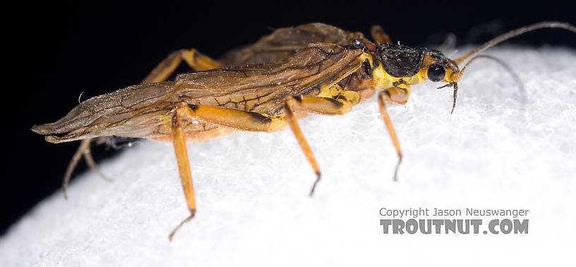 Agnetina capitata (Golden Stone) Stonefly Adult from Aquarium in New York