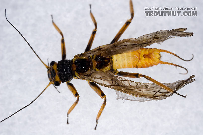 Agnetina capitata (Golden Stone) Stonefly Adult from Aquarium in New York