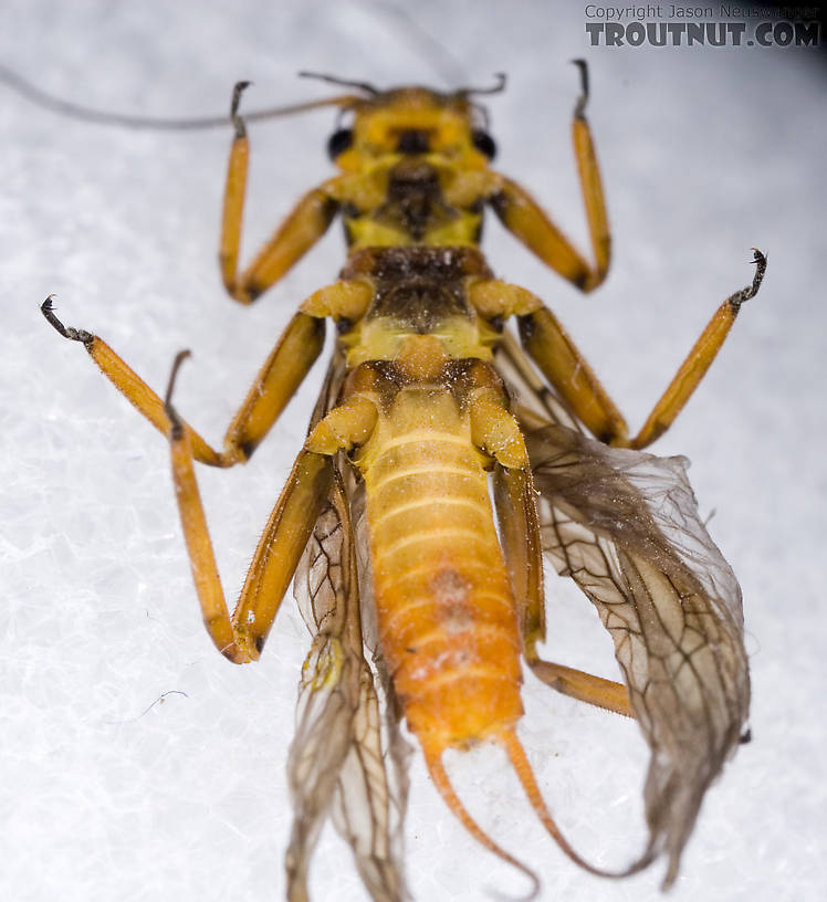 Agnetina capitata (Golden Stone) Stonefly Adult from Aquarium in New York