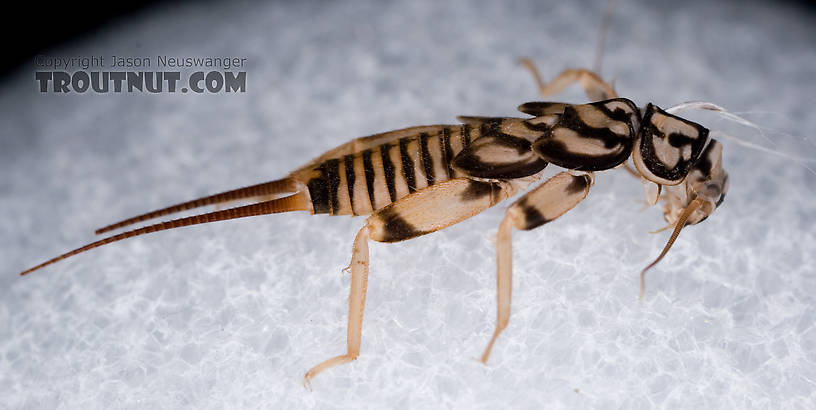 Agnetina capitata (Golden Stone) Stonefly Adult from Aquarium in New York