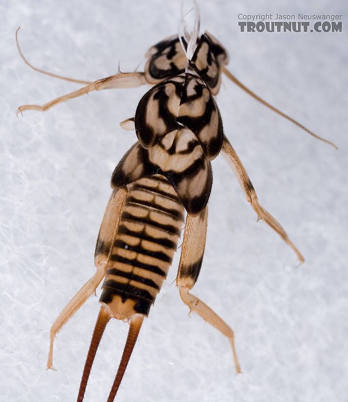 Agnetina capitata (Golden Stone) Stonefly Adult from Aquarium in New York