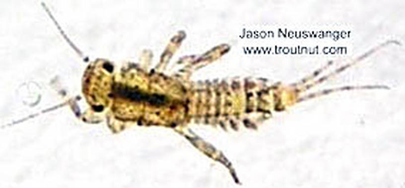 Ephemerellidae (Hendricksons, Sulphurs, PMDs, BWOs) Mayfly Nymph from the Namekagon River in Wisconsin