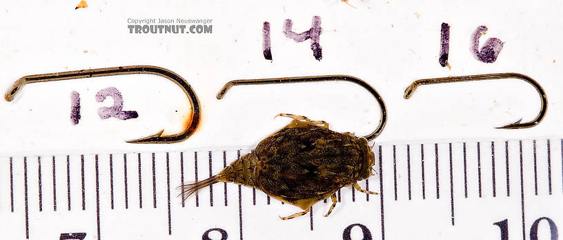 Baetisca obesa (Armored Mayfly) Mayfly Nymph from the Neversink River (above reservoir) in New York