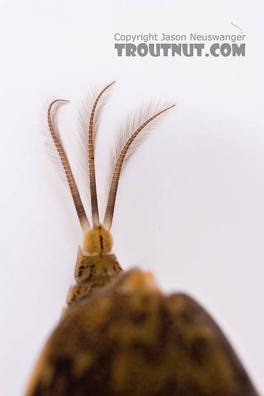 Baetisca obesa (Armored Mayfly) Mayfly Nymph from the Neversink River (above reservoir) in New York