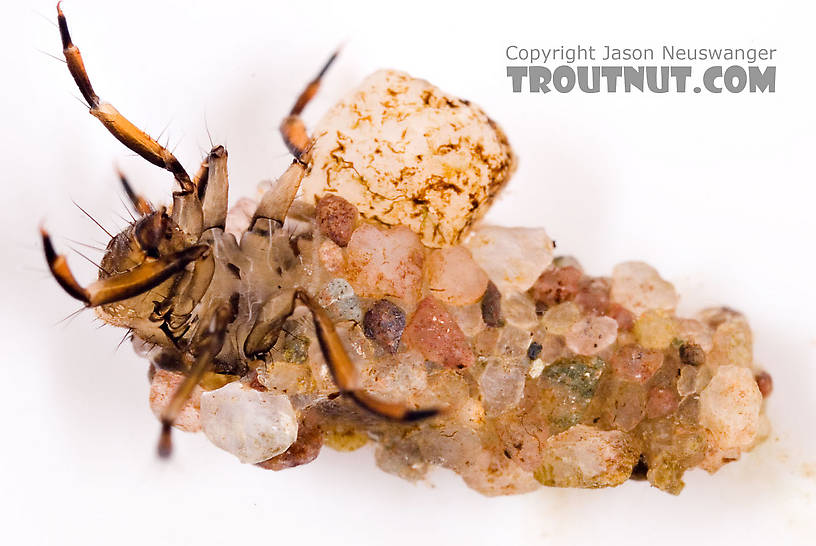 Neophylax (Autumn Mottled Sedges) Caddisfly Larva from the Neversink River (above reservoir) in New York