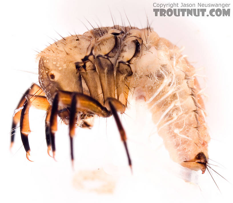 Neophylax (Autumn Mottled Sedges) Caddisfly Larva from the Neversink River (above reservoir) in New York