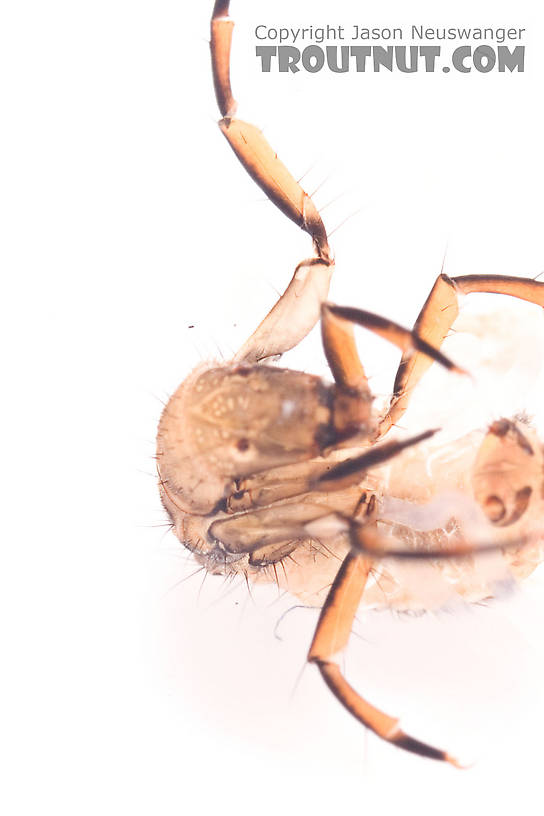 Neophylax (Autumn Mottled Sedges) Caddisfly Larva from the Neversink River (above reservoir) in New York