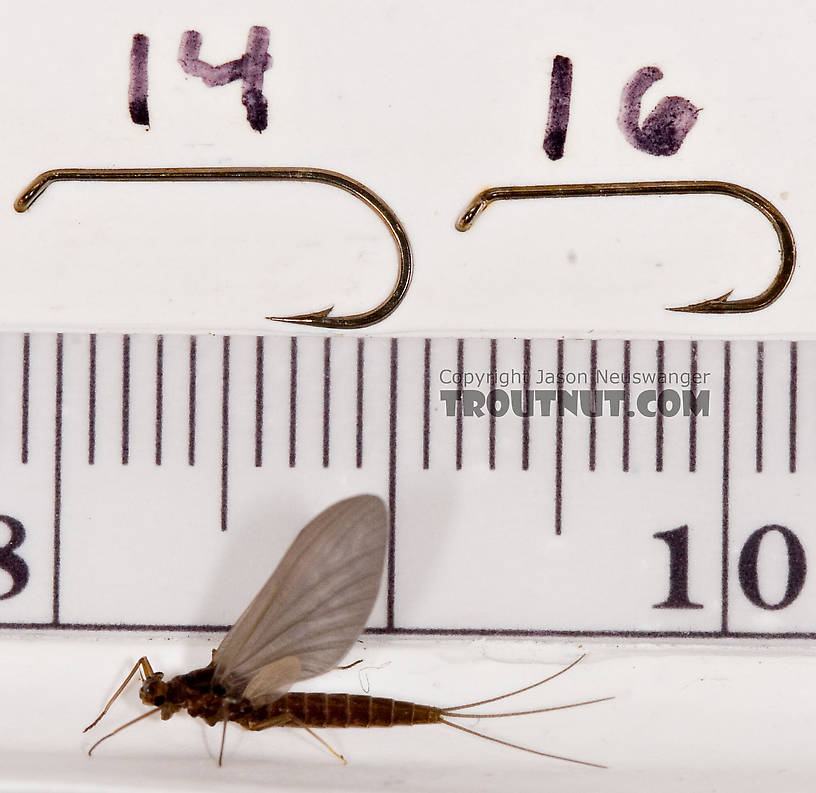 Male Paraleptophlebia (Blue Quills and Mahogany Duns) Mayfly Dun from the Neversink River in New York