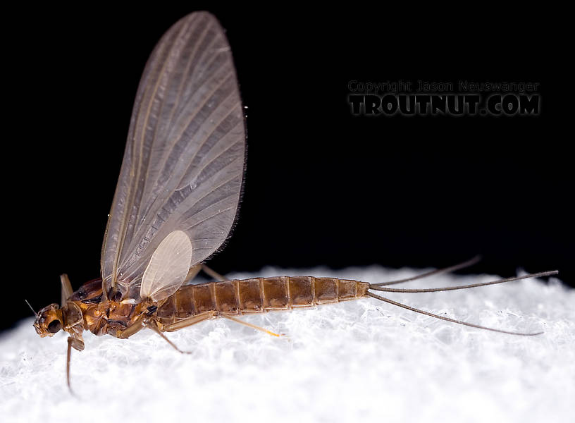 Male Paraleptophlebia (Blue Quills and Mahogany Duns) Mayfly Dun from the Neversink River in New York