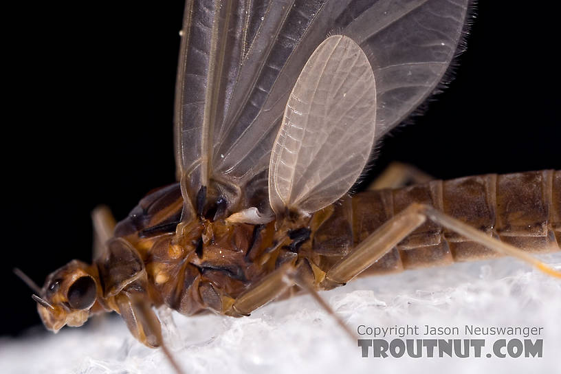 Male Paraleptophlebia (Blue Quills and Mahogany Duns) Mayfly Dun from the Neversink River in New York