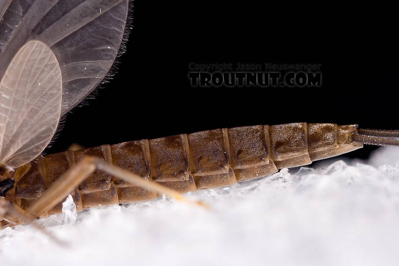 Male Paraleptophlebia (Blue Quills and Mahogany Duns) Mayfly Dun from the Neversink River in New York