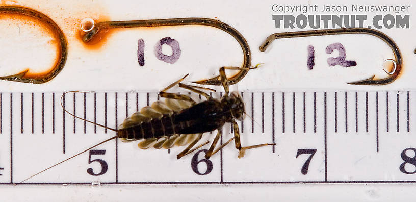 Epeorus (Little Maryatts) Mayfly Nymph from Mongaup Creek in New York