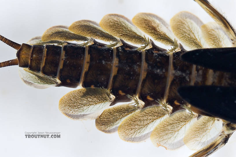 Epeorus (Little Maryatts) Mayfly Nymph from Mongaup Creek in New York