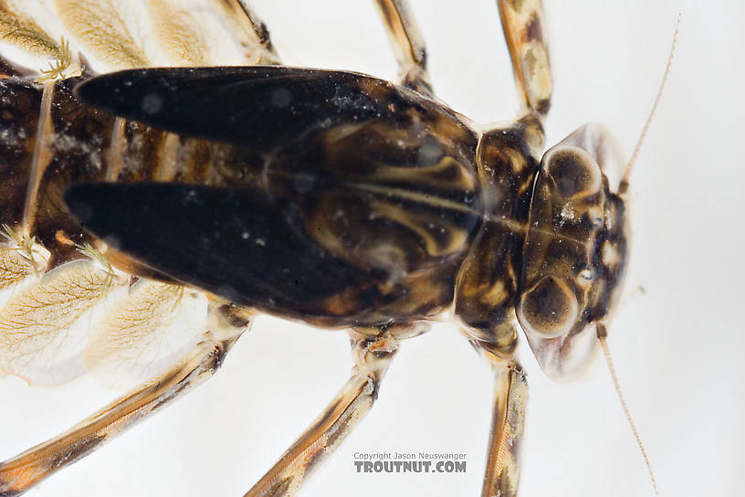 Epeorus (Little Maryatts) Mayfly Nymph from Mongaup Creek in New York