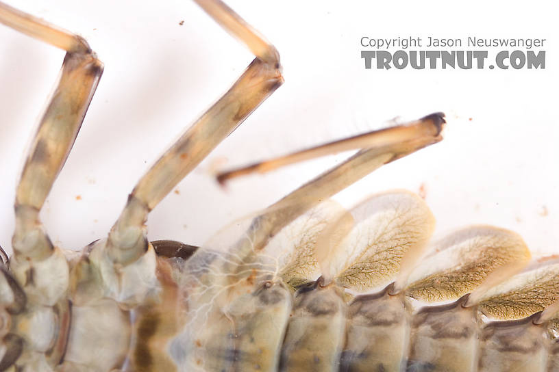 Epeorus (Little Maryatts) Mayfly Nymph from Mongaup Creek in New York