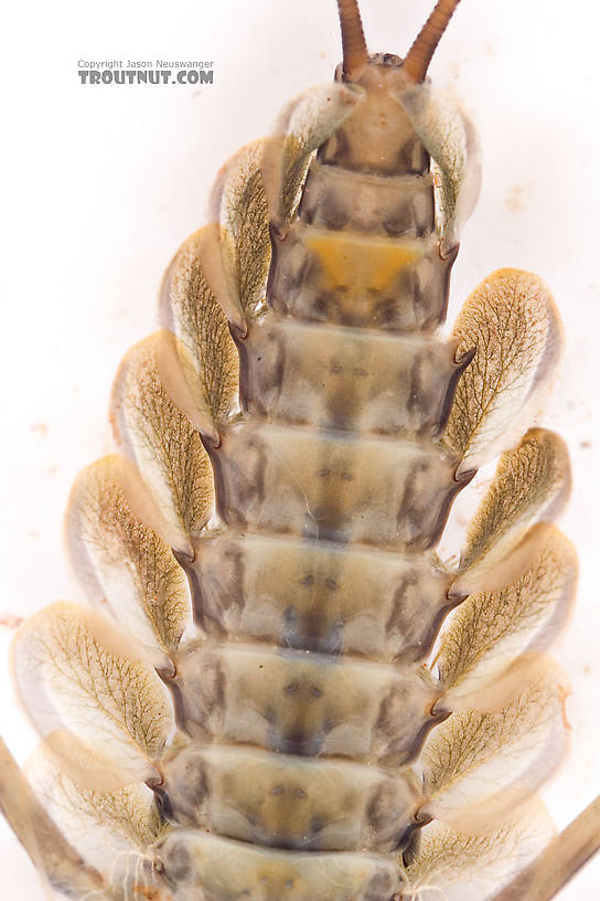 Epeorus (Little Maryatts) Mayfly Nymph from Mongaup Creek in New York