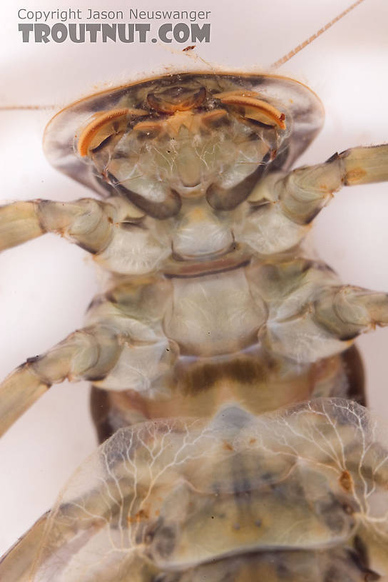 Epeorus (Little Maryatts) Mayfly Nymph from Mongaup Creek in New York