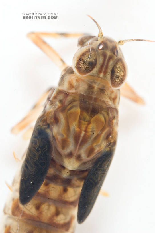 Ameletus ludens (Brown Dun) Mayfly Nymph from Mongaup Creek in New York