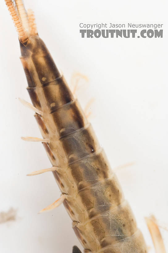 Ameletus ludens (Brown Dun) Mayfly Nymph from Mongaup Creek in New York