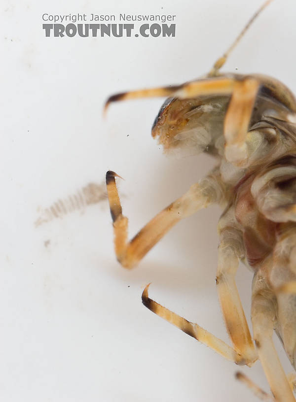 Ameletus ludens (Brown Dun) Mayfly Nymph from Mongaup Creek in New York