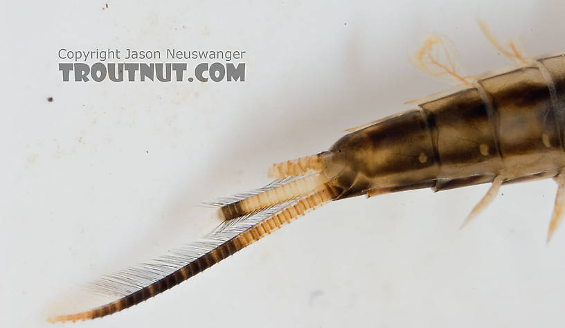 Ameletus ludens (Brown Dun) Mayfly Nymph from Mongaup Creek in New York