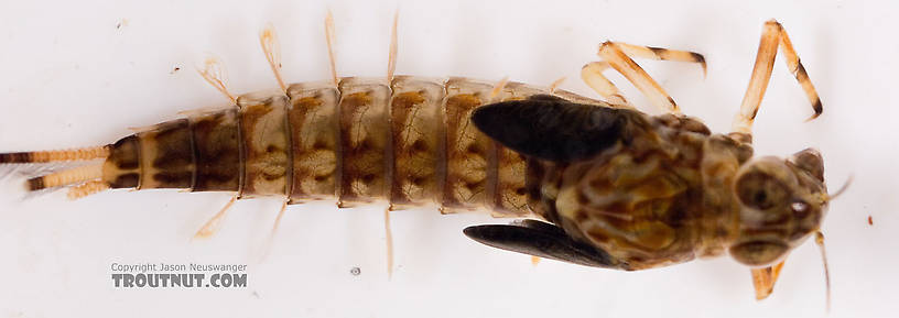 Ameletus ludens (Brown Dun) Mayfly Nymph from Mongaup Creek in New York