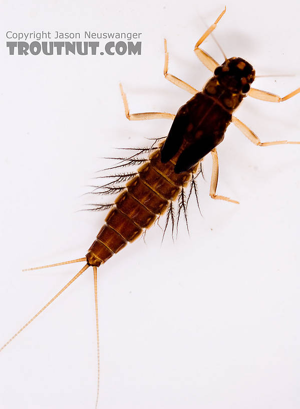 Neoleptophlebia Mayfly Nymph from Mongaup Creek in New York